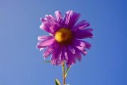 牡丹花園游戲注冊(cè)攻略，輕松入門，暢游花海！暢游牡丹花海，輕松注冊(cè)攻略，入門必備！