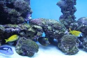 夢游深海之境——記一場巨大魚兒的夢境，夢游深海之境，巨大魚兒的夢境之旅