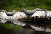 夢(mèng)到魚(yú)死了，深邃的夢(mèng)境與內(nèi)心的反思，夢(mèng)境中的魚(yú)逝去，深邃的心靈反思