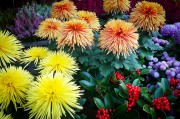 橙光游戲免費(fèi)獲得鮮花，一次意想不到的驚喜體驗(yàn)，橙光游戲中的鮮花交易，一次意想不到的游戲驚喜體驗(yàn)