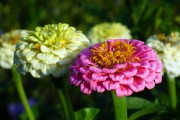 橙光游戲，免費(fèi)的鮮花與玩家的熱情盛宴，橙光游戲，免費(fèi)鮮花與熱情盛宴