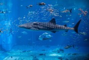夢(mèng)中水世界，魚群涌動(dòng)的奇幻之旅，夢(mèng)中水世界，奇幻魚群涌動(dòng)的夢(mèng)境之旅