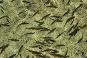 夢(mèng)中的水世界，魚(yú)群涌動(dòng)的奧秘，夢(mèng)中的水世界，魚(yú)群涌動(dòng)的奧秘之旅