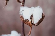 如何看待短纖期貨不能購買的情況？背后的原因和影響是什么？