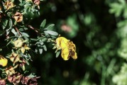 夢(mèng)到花園，心靈的綠洲與生命的交響，夢(mèng)中的花園，心靈的綠洲與生命的交響