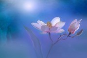 夢(mèng)到美景，心靈的詩(shī)篇，夢(mèng)中美景，心靈的詩(shī)篇