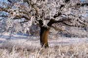 夢中的雪舞，一場飄灑的冬日之夢，夢中的雪舞，飄灑的冬日之夢