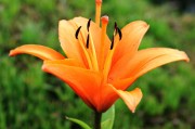 百合花：上半年營收 12.21 億，利潤大增