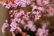 夢(mèng)中的開花樹，生命的啟示與美好，夢(mèng)中的開花樹，生命的啟示與美好