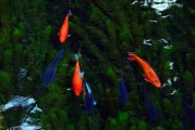 夢(mèng)中的水與魚，心靈的寓言，夢(mèng)中的水與魚，心靈的寓言