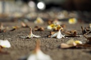 夢中尋覓，地上繁多的頭發(fā)，夢中尋覓，發(fā)絲繁多的秘密
