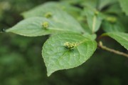 立秋節(jié)氣已過，國內(nèi)大豆需求能否提升？