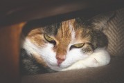 女人夢(mèng)到被貓抓傷手，解讀與解析