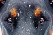 夢(mèng)中雙犬之謎，夢(mèng)中雙犬之謎