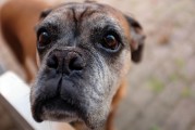 如何查詢注冊(cè)犬舍，CKU注冊(cè)犬舍查詢?nèi)ヂ?，CKU注冊(cè)犬舍查詢指南，全面攻略解析