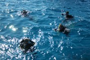 夢(mèng)到抓甲魚(yú)的奇妙之旅，夢(mèng)中的甲魚(yú)之旅，奇妙的捕捉體驗(yàn)