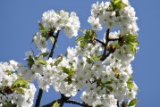 櫻花插件網(wǎng)站，邂逅春日浪漫，暢游花海中的數(shù)字世界