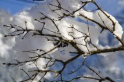 夢中雪舞，一場大雪的奇妙之旅