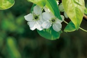 夢(mèng)到離世的親人，心靈的對(duì)話與思念的延續(xù)，離世親人的心靈對(duì)話，思念的延續(xù)與夢(mèng)中的交流