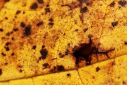 老夢(mèng)到蛇，深入探索與心理解讀，老夢(mèng)到蛇，深入探索與心理解讀的秘密