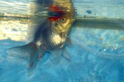 夢(mèng)中魚缸之魚，深邃的象征與心靈的啟示