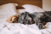 新生兒夢境的奇妙世界，他們究竟夢到了什么？，新生兒夢境的神秘世界，他們夢見了哪些奇妙景象？
