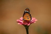 夢(mèng)中遇見兔子——征兆解析與深度探討，夢(mèng)中遇見兔子的征兆解析與深度探討
