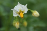 夢(mèng)中綻放的純凈之花——白花之夢(mèng)，夢(mèng)中綻放的純凈之花——白花之夢(mèng)的傳奇