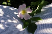 因買賣合同糾紛，高青縣永軍花卉園起訴隆華新材等