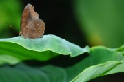 夢(mèng)到蝴蝶，解讀其背后隱藏的預(yù)兆，夢(mèng)到蝴蝶，解讀其背后的預(yù)兆與象征意義