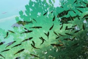 捕魚大師注冊(cè)攻略，輕松成為捕魚高手，暢享歡樂時(shí)光！捕魚大師注冊(cè)指南，快速晉升捕魚達(dá)人，盡享游戲樂趣
