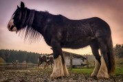 動物的游戲免費(fèi)世界，10款引人入勝的動物游戲，讓它們在游戲中尋找樂趣！