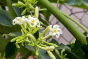 揭秘花木植物網(wǎng)站排名，如何提升您的在線市場(chǎng)競(jìng)爭(zhēng)力，花木植物網(wǎng)站排名攻略，提升在線市場(chǎng)競(jìng)爭(zhēng)力秘訣大公開(kāi)