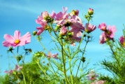 夢(mèng)中的鮮花盛開，夢(mèng)中的鮮花盛開，追尋心靈的寧?kù)o與美好