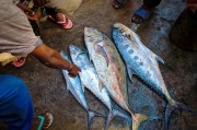 夢中尋魚，一次難忘的捕魚經(jīng)歷，夢中尋魚，一次難忘的捕魚探險(xiǎn)經(jīng)歷
