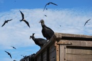 夢(mèng)中飛翔的鳥(niǎo)影——一次奇妙的夢(mèng)境之旅，夢(mèng)中飛翔的鳥(niǎo)影，奇妙的夢(mèng)境之旅