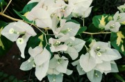 夢(mèng)中的花宴——一次奇妙的吃花之旅，夢(mèng)中的花宴，一次奇妙的吃花之旅