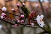 夢(mèng)中摘桃，味覺(jué)人生
