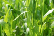 美國作物帶降雨預(yù)報緩解產(chǎn)量擔憂，芝加哥大豆和玉米價格回落