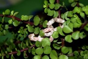 夢(mèng)到好多白菜，一場(chǎng)關(guān)于生活的啟示，夢(mèng)到繁盛的白菜，生活的啟示與隱喻