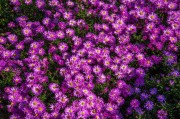 夢(mèng)到鐵樹開花，一場(chǎng)奇妙的夢(mèng)境之旅，鐵樹開花，一場(chǎng)奇妙的夢(mèng)境之旅