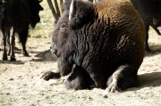 夢(mèng)到死牛的寓意與解讀，夢(mèng)到死牛的寓意與象征解讀