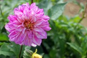 夢(mèng)中花開(kāi)花落，探尋心靈之境