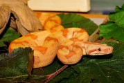 夢到屋里有蛇，解讀與解析