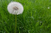 種下希望之夢——我的玉米種植夢，種下希望之夢——我的玉米種植之旅