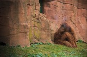 我的動(dòng)物園的游戲免費(fèi)，動(dòng)物園游戲，享受寓教于樂(lè)的動(dòng)物世界