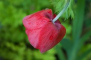 懷孕期間夢(mèng)到花的神秘寓意，懷孕期間夢(mèng)到花的神秘寓意
