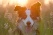 媽媽夢中的神秘之犬，媽媽夢中的神秘之犬，犬影幻夢