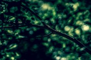 解讀夢(mèng)境中的蛇，夢(mèng)到眾多蛇的象征意義，解讀夢(mèng)境中的蛇，眾多蛇的象征意義