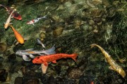 夢到魚和水，預示著什么？，夢到魚和水，預示的寓意與解析
